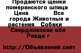 Продаются щенки померанского шпица › Цена ­ 45 000 - Все города Животные и растения » Собаки   . Свердловская обл.,Ревда г.